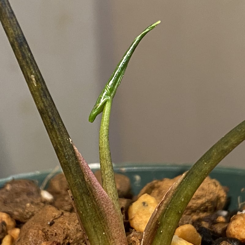 Cyrtosperma beccarianum from Papua barat [LA002...