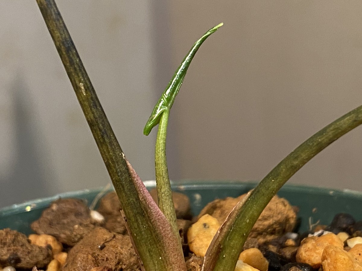 Cyrtosperma beccarianum from Papua barat [LA002