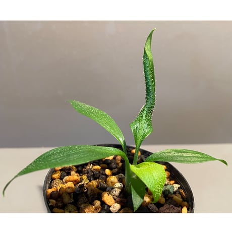 Homalomena hasei "狐尾" from Aceh sumatera [LA0616-04]