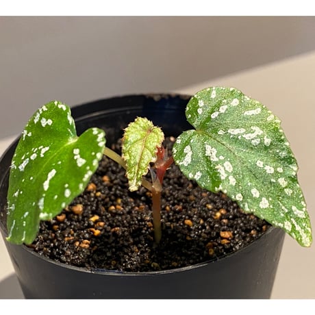 Begonia handelii var. prostrata from Viet Nam