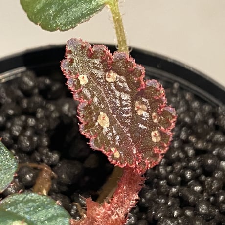 Begonia sp. from Tuyen Quang [YH1117] TK