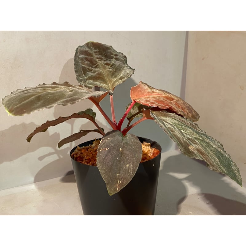 Homalomena sp. 
