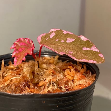 Begonia sp. "Crazy pink" from Lampung sumatera [LA1118-03]