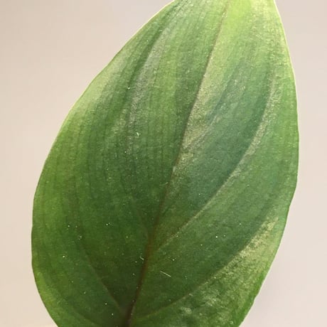 Homalomena sp. from Gunung Tajem2 Kab. Belitung [TB1206]