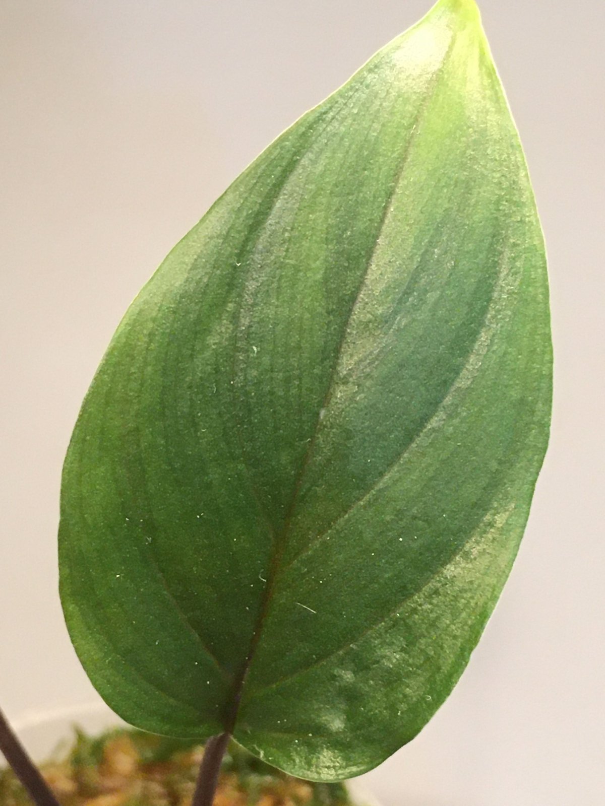 Homalomena sp. from Gunung Tajem2 Kab. Belitung