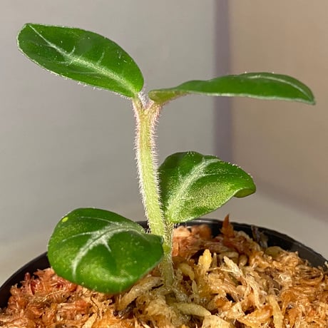 Gesneria sp. "Nanga pinoh" Kab. Melawi [TB]