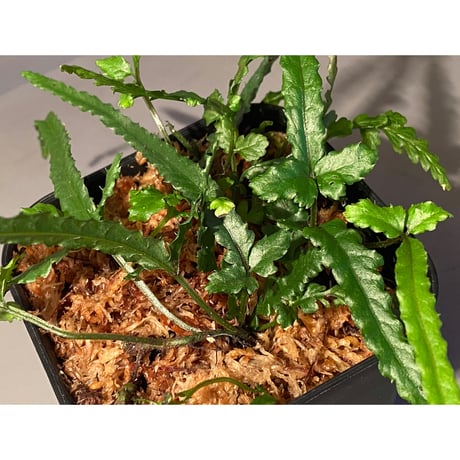 (大株) Bolbitis sp. from Siberut [LA]