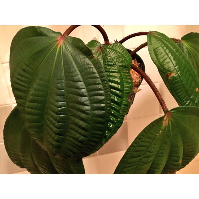 Phyllagathis rotundifolia [STRINGE PLANTS] | M・