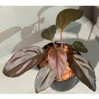 Homalomena sp. "Glossy Purple" from Malaysia