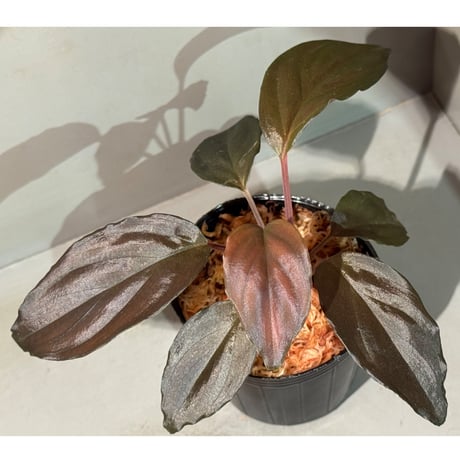 Homalomena sp. "Glossy Purple" from Malaysia