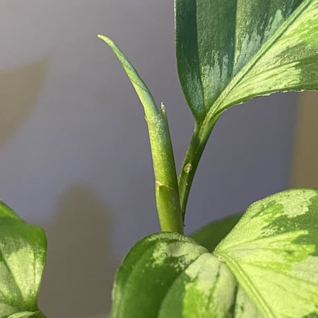 Aglaonema pictum "Blue Nias" from Pulau Nias [AZ0912-3.5]