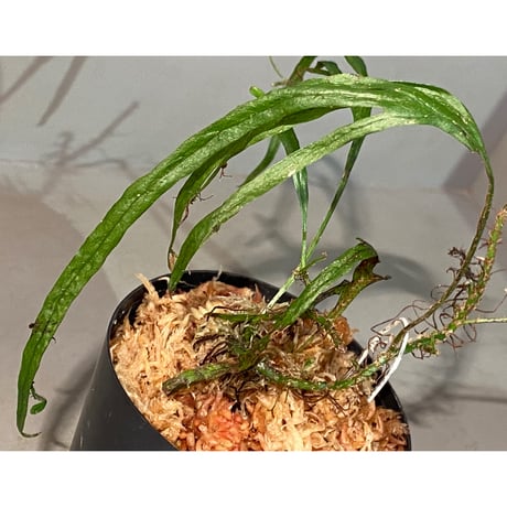 Microsorium sp. from Saripoi [LA0515-02]