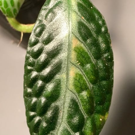 Argostema sp. from  Sluwesi