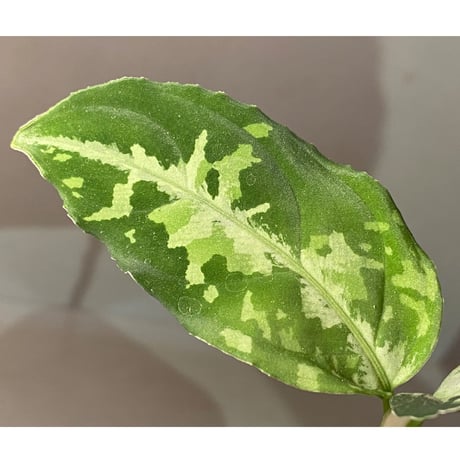 Aglaonema pictum”Knights of The Zodiac”IBU from Sibolga timur [AZ1015-2a]