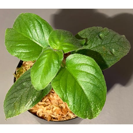 Unknown from Miri Sarawak Borneo