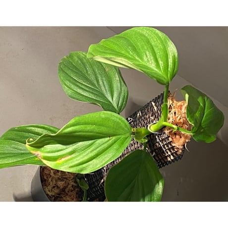 Philodendron sp. from Iquitos Peru [tanakay]