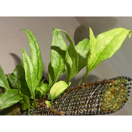 Microsorum sp. "Timika" Papua [TB]