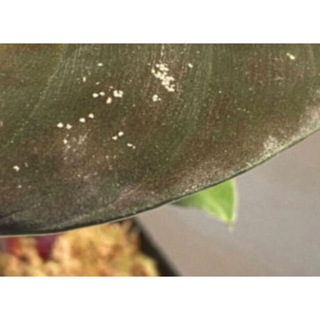 Homalomena sp. from West Kalimantan