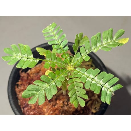 Biophytum sp. BB8th [LA]