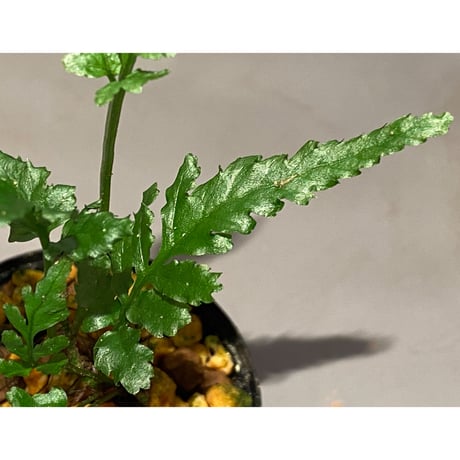 Bolbitis sp. from Siberut [LA]