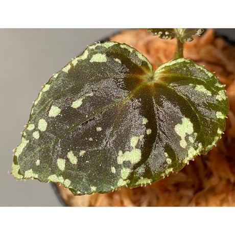 Begonia sp. from North Toraja [S0919-06] 伊藤蟻植物農園