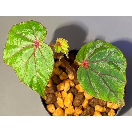 Begonia sp. from North Toraja [S0919-02] 伊藤蟻植物農園