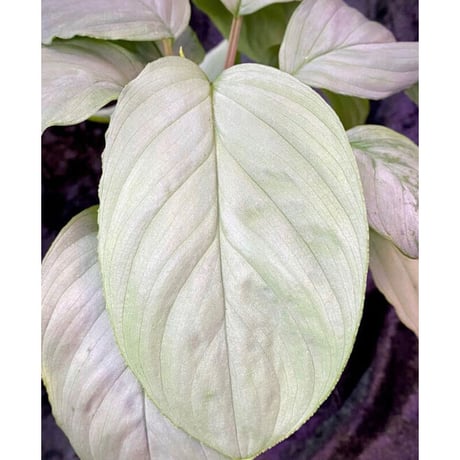 Homalomena sp. "Kayu Lapis" White Kal-barat [TB]