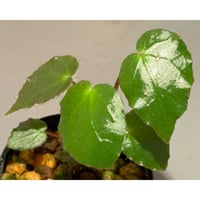 Begonia cf. ferox from Cao Bang [YH040519BK] TK