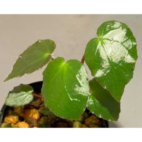 Begonia cf. ferox from Cao Bang [YH040519BK] TK