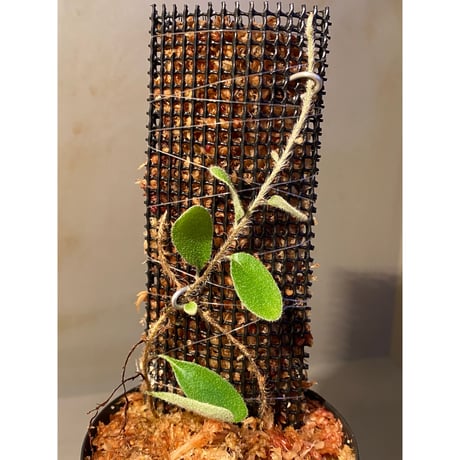 Pyrrosia nummularifolia from Santa Fe Luzon Philippines [KSB]