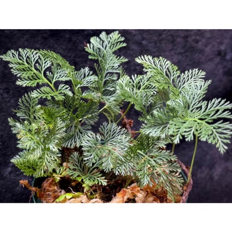 Davallia sp. from Sarawak ②