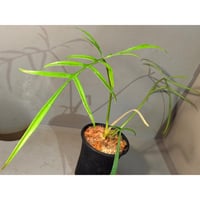 (常湿育成中) Philodendron polypodioides