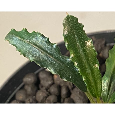 Bucephalandra sp. from "Mangat" [MF0417-2A] ①