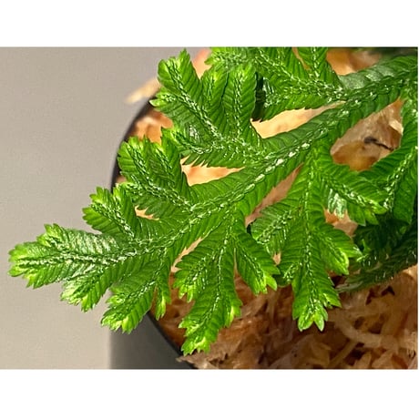 Selaginella biformis [STRINGE PLANTS]