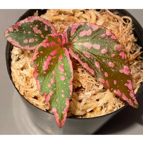 Begonia sp. "Crazy pink" from Lampung sumatera [LA1118-03]