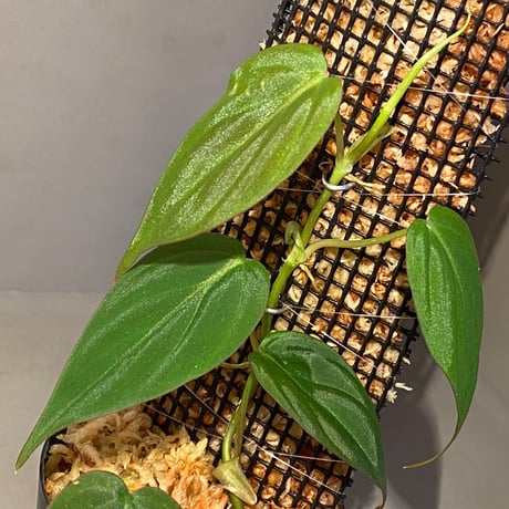 Philodendron micans