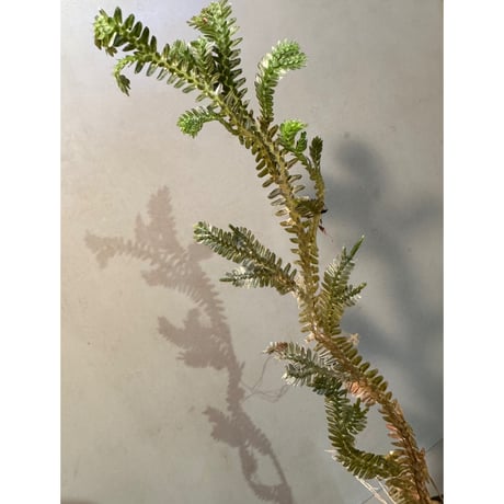 Selaginella sp. from Kapuas hulu West Kalimantan