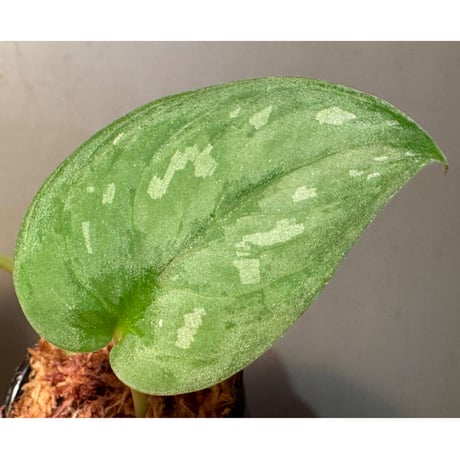 Scindapsus pictus "Nanga pinoh" Melawi Kalimantan barat [TB1606]