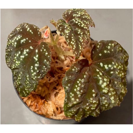 Begonia tenuifolia from Sukasada Bali [S0320-02] 伊藤蟻植物農園