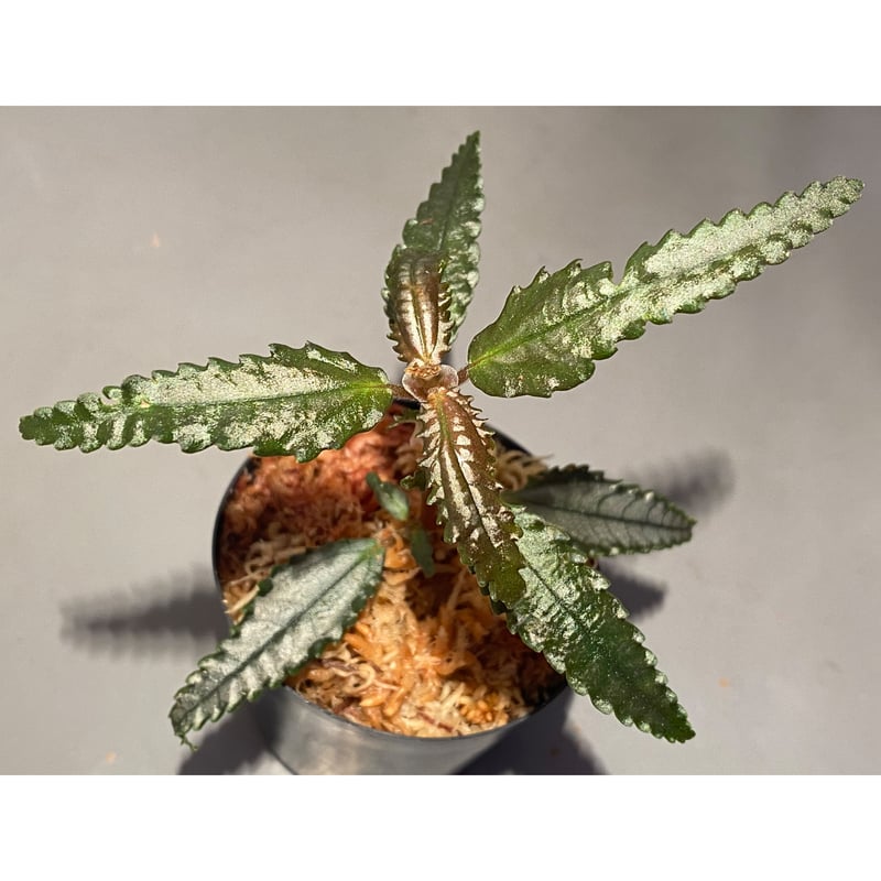 MaxBucephalandra sp.Pearl gray 水上育成株 ブセファランドラ・パールグレイ開花: 東南亜泥炭会 TEAM BORNEO