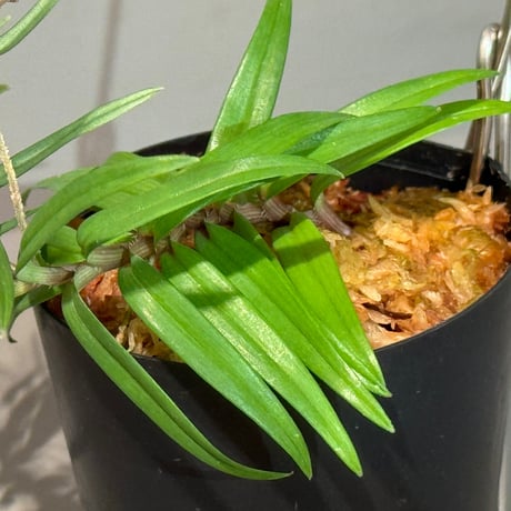 Freycinetia sp. "Muara wahau" Kalimantan timur [TB]
