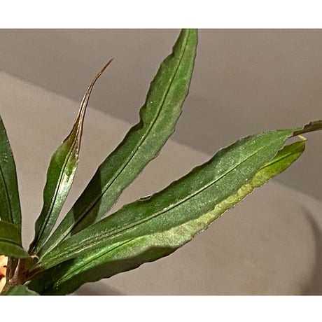 Ardisia sp. from Kapuas Hulu Kalimantan barat