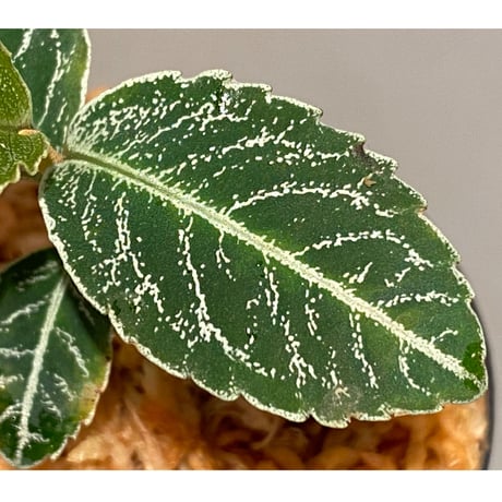 Ardisia sp. from Raub Pahang