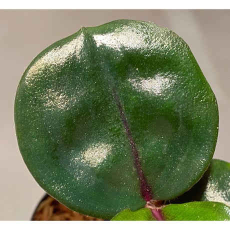 Geogenanthus ciliatus from Ecuador [tanakay]