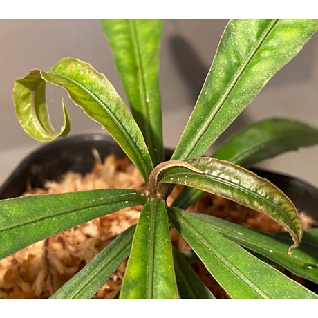 Ardisia sp. from Kapuas Hulu Kalimantan barat