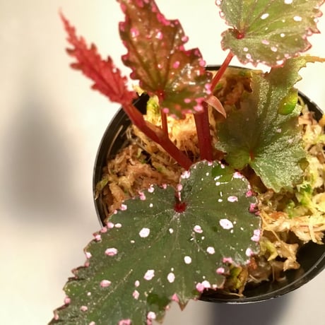 Begonia  gracilicyma from Sumatera Barat [TB]