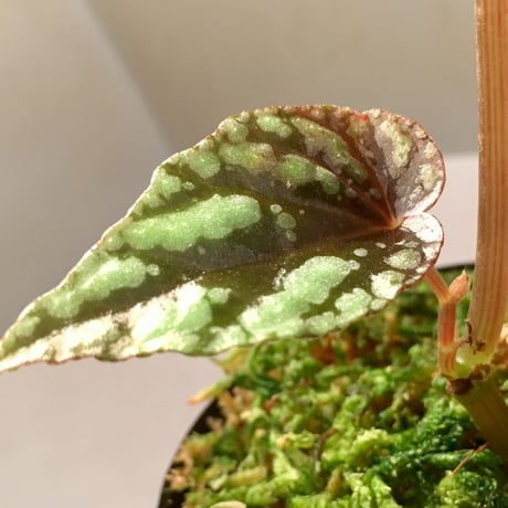 Begonia Variabilis