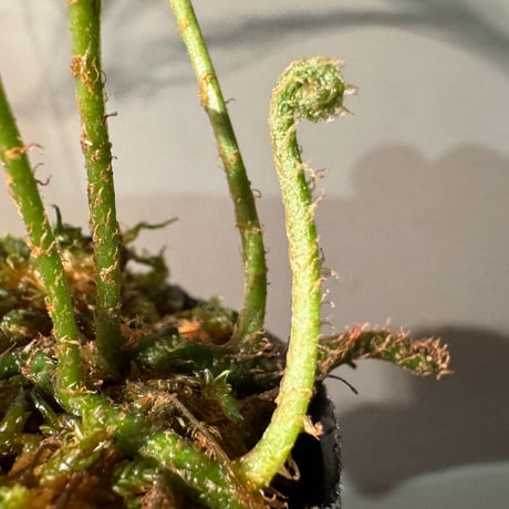 Microsorium sp. from Saripoi [LA0515-02]
