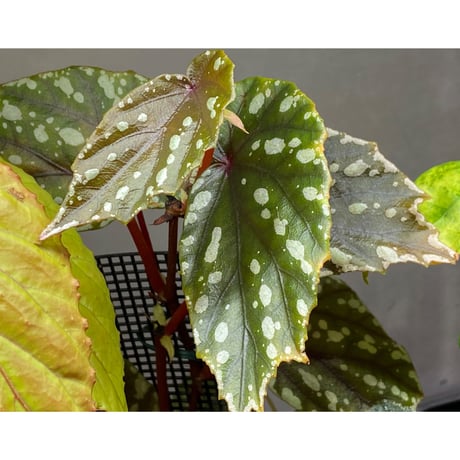 Begonia penrissenensis from Gunung Penrissen Sarawak
