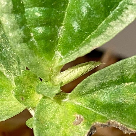 Gesneriaceae sp. from West Kalimantan